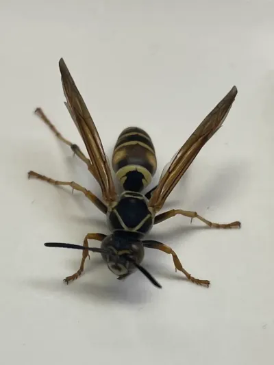 Northern paper wasp showing its dark reddish-brown coloring and yellow banding