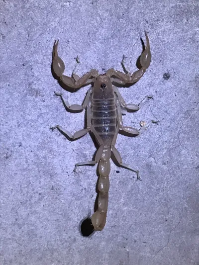 Top-down view of a northern scorpion on a flat surface showing its stocky pincers and segmented tail