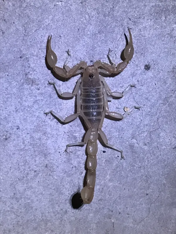 Top-down view of a northern scorpion on a flat surface showing its stocky pincers and segmented tail