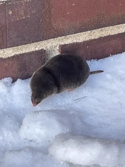 Northern Short-Tailed Shrew showing its characteristic gray-brown fur and pointed snout on snow