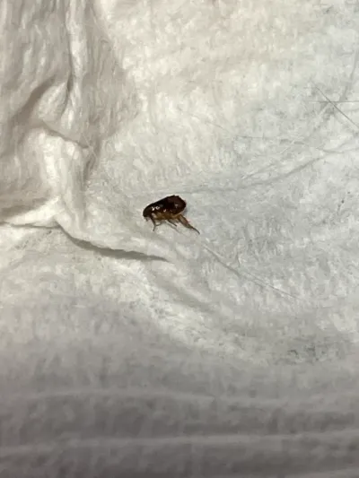 Northern Rat Flea