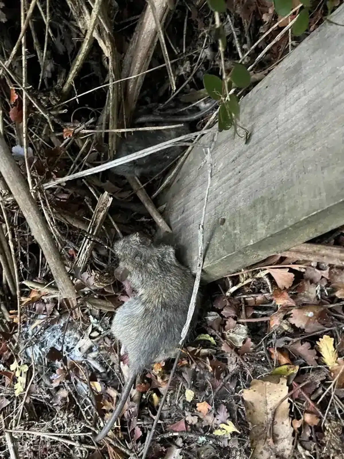 Norway rat in ground-level debris showing typical habitat