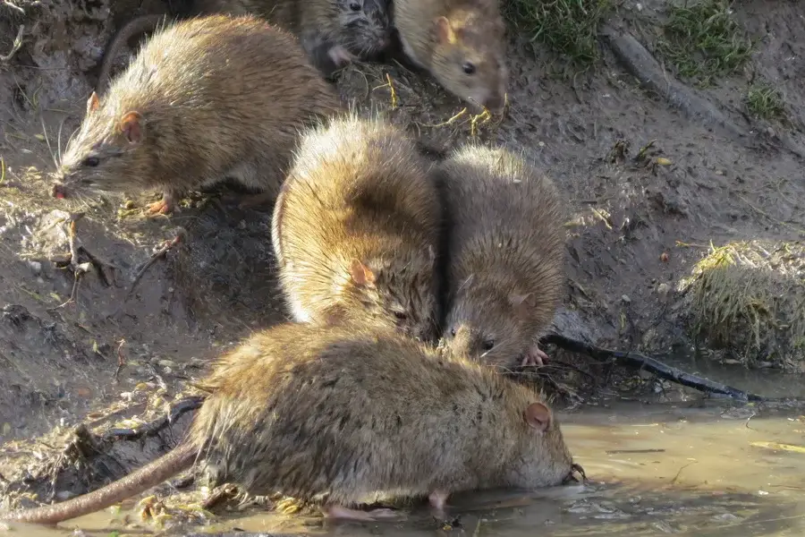 Group of Norway rats foraging at a muddy waterbank showing ground-level habitat