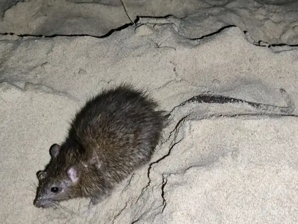 Brown rat at night