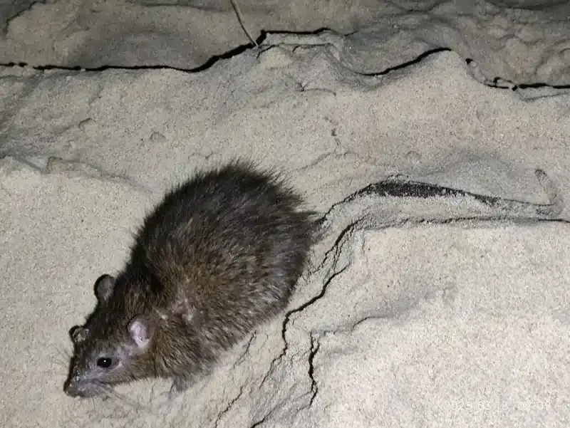 Close-up of a brown Norway rat showing its bulky body and short tail