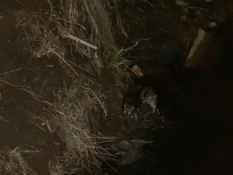 Two Norway rats near their burrow entrance at night