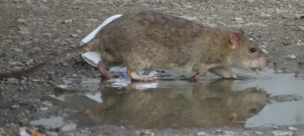 Norway rat near water showing characteristic brown fur, blunt snout, and stocky body