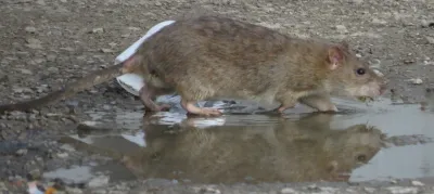 Norway rat near water showing characteristic brown fur, blunt snout, and stocky body
