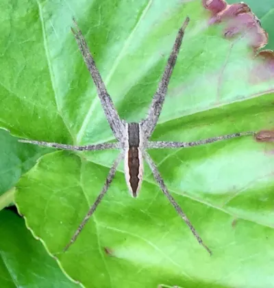 Nursery web spider resting on green leaf showing distinctive brown striped body pattern