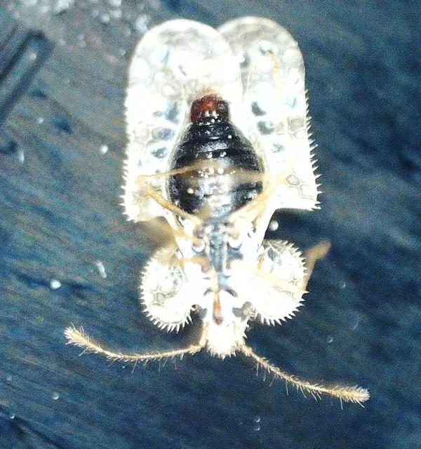 Oak lace bug dorsal view showing ornate transparent lace-patterned wings