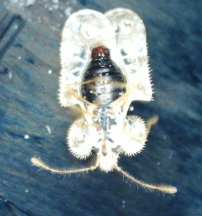 Oak Lace Bugs