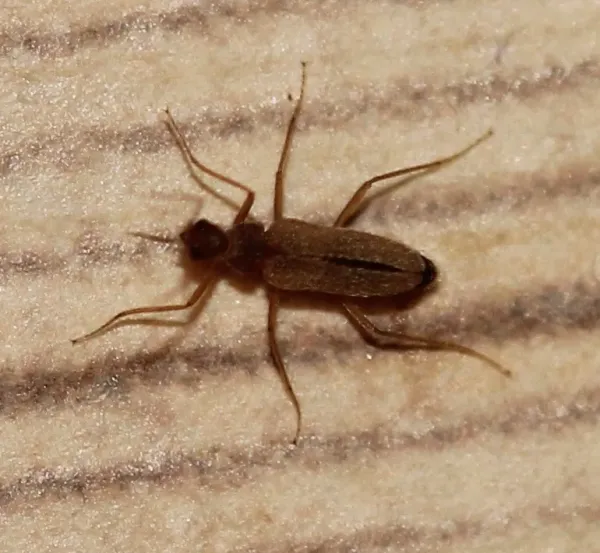 Adult male odd beetle viewed from above showing its slender tan body, long legs, and short wing covers that spread apart