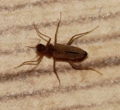 Adult male odd beetle viewed from above showing its slender tan body, long legs, and short wing covers that spread apart