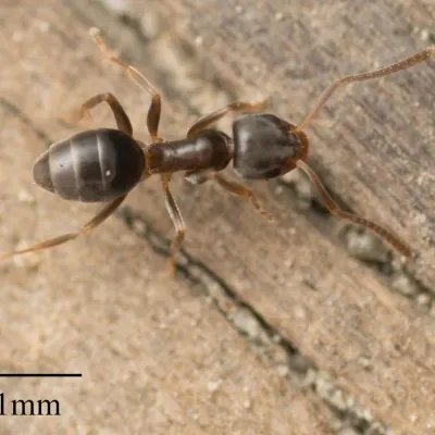 Odorous House Ants