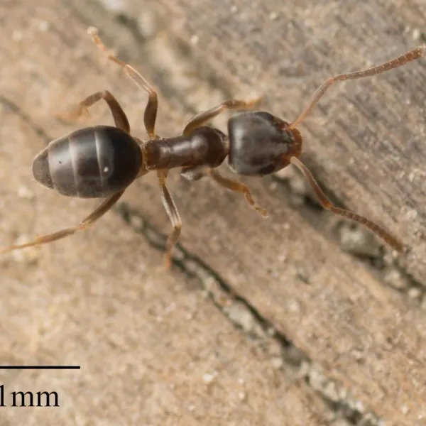 Side profile of an odorous house ant showing its brown segmented body and characteristic single hidden petiole
