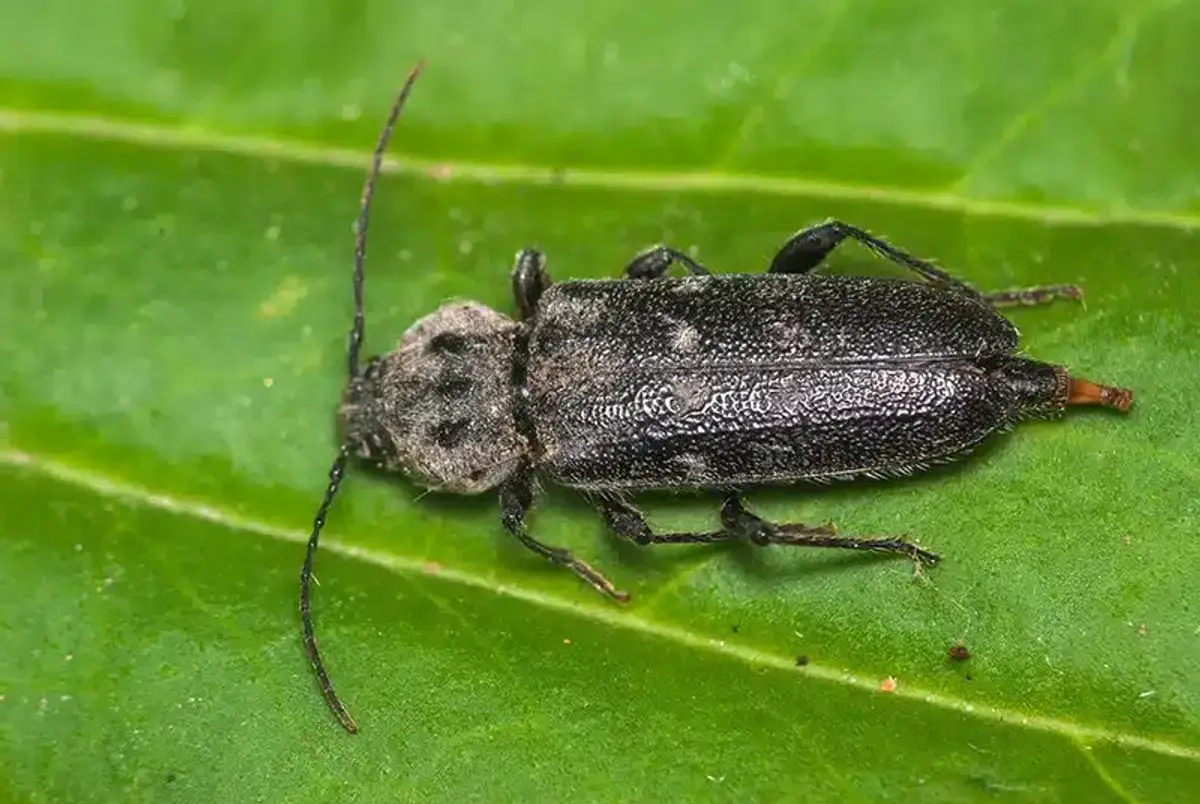 Old house borer adult beetle on a leaf showing distinctive features