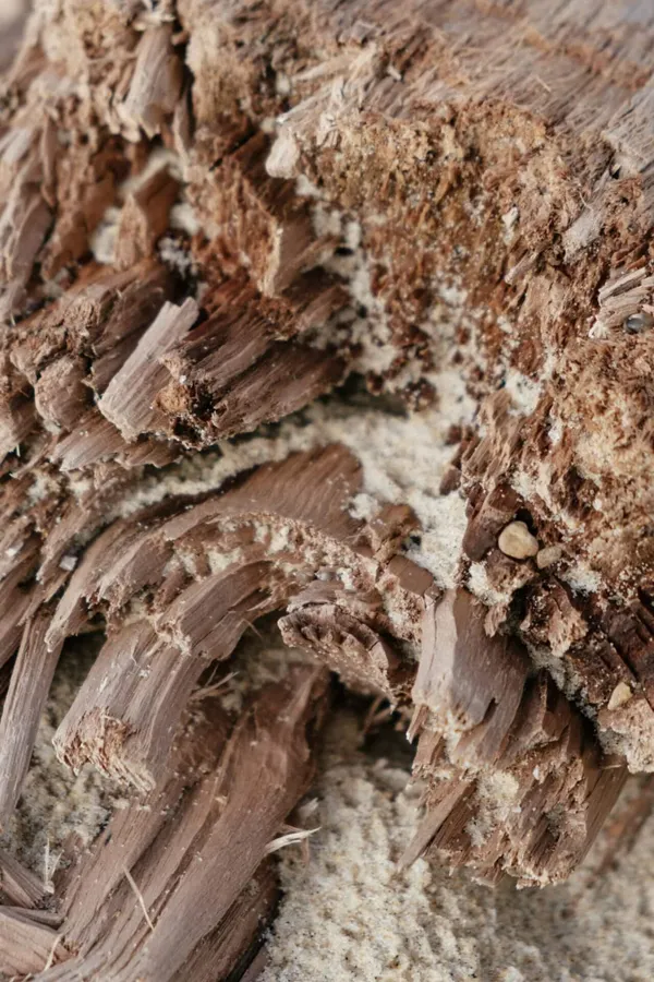 Why You Should Always Get An Annual Termite Inspection