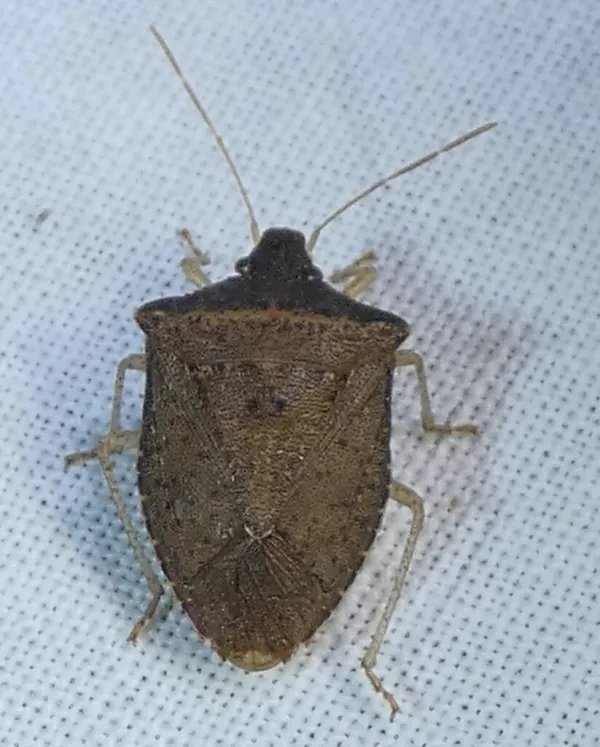 One-spotted stink bug displaying its characteristic brown shield-shaped body on a white surface