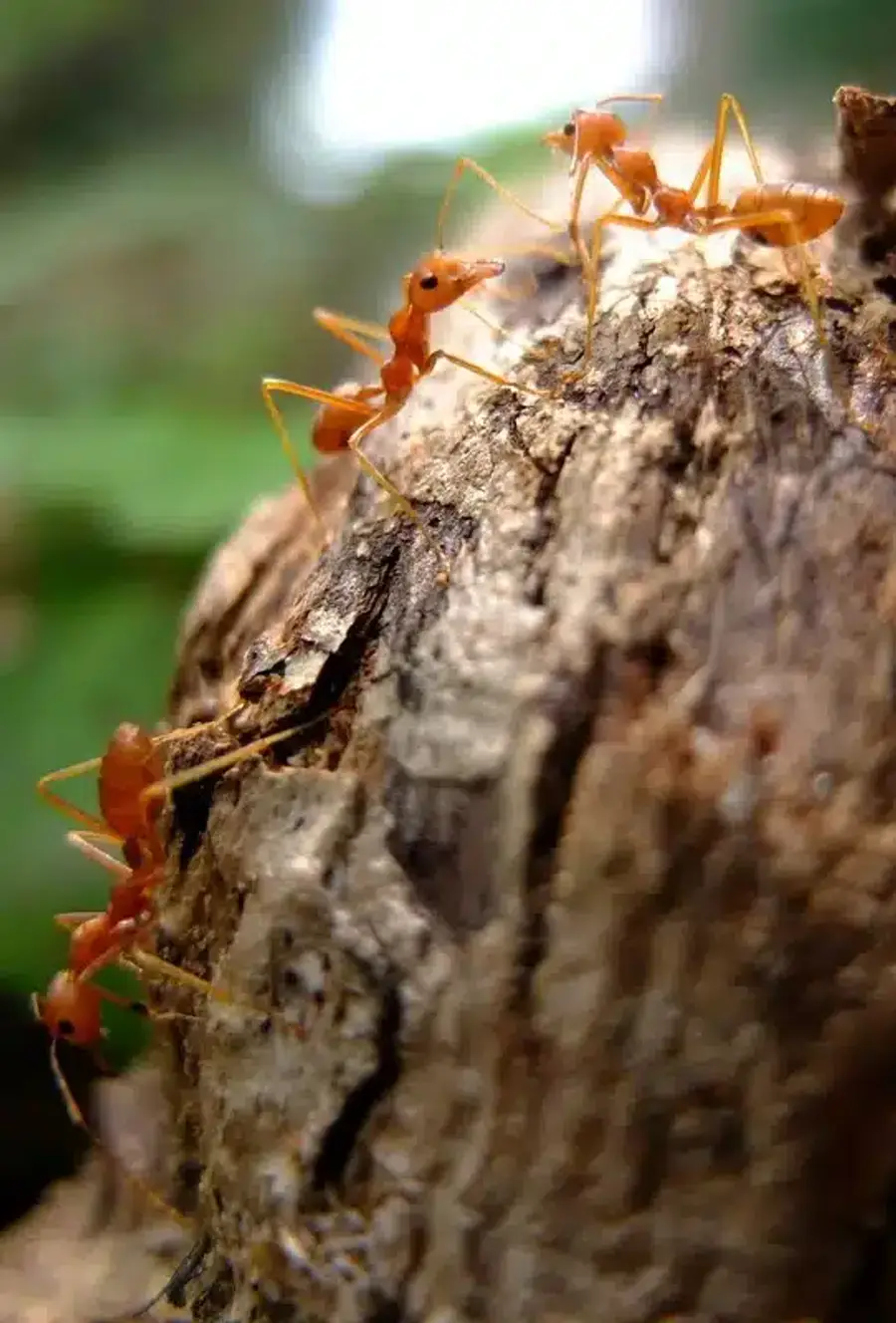 Orange ants on a wooden surface
