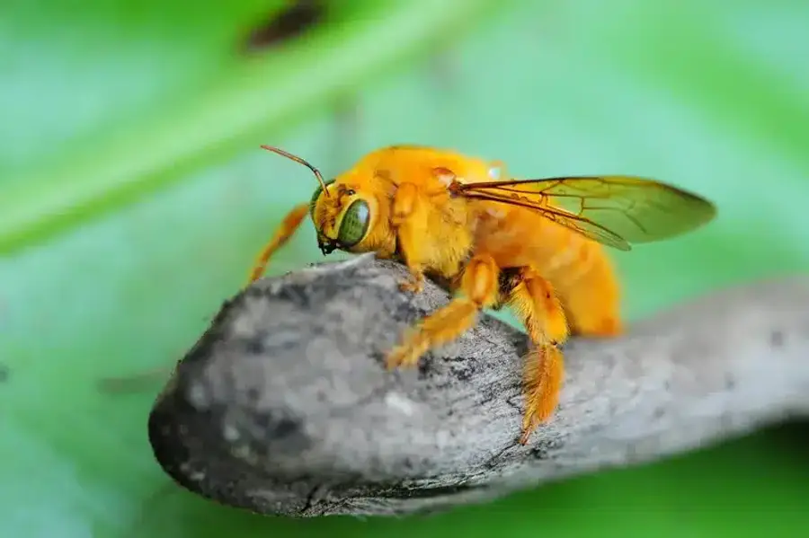Close-up of an orange bee