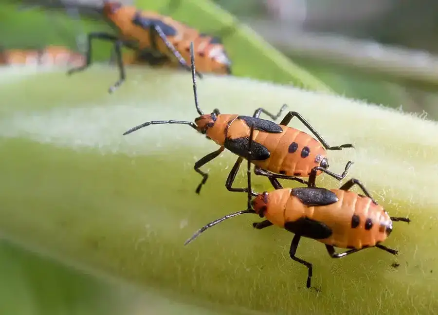 Boxelder bugs clustered on a leaf