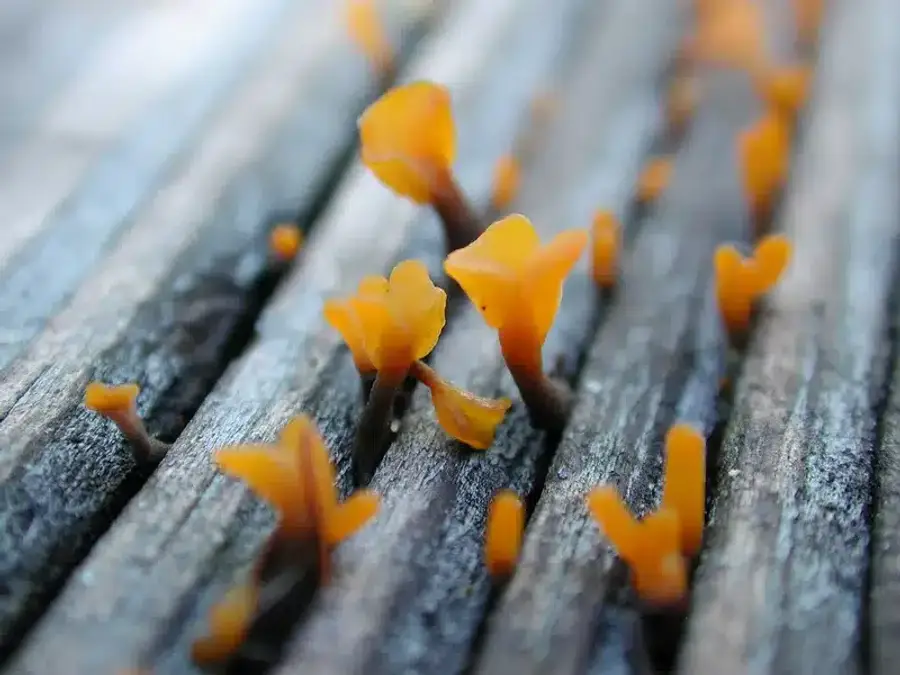 Orange fungi growing on wood