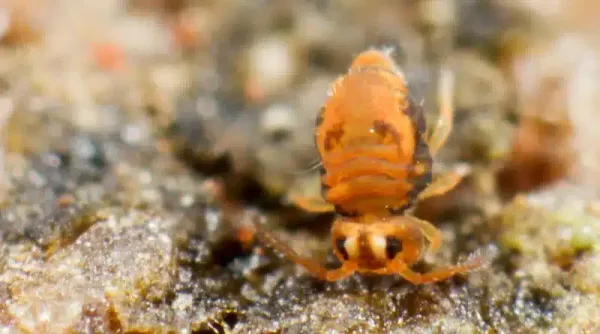 How To Get Rid Of Springtails: Complete Removal Guide