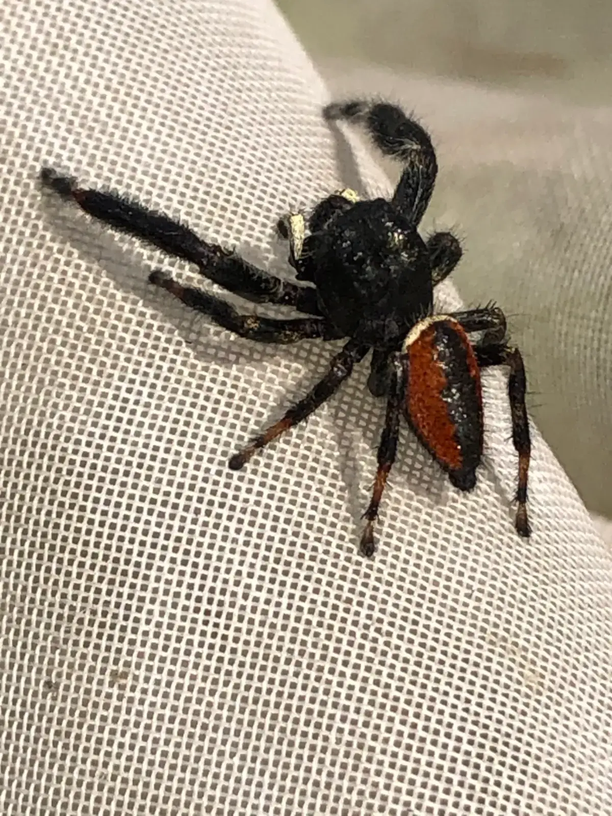 Male brilliant jumping spider with a black body and orange-red abdomen