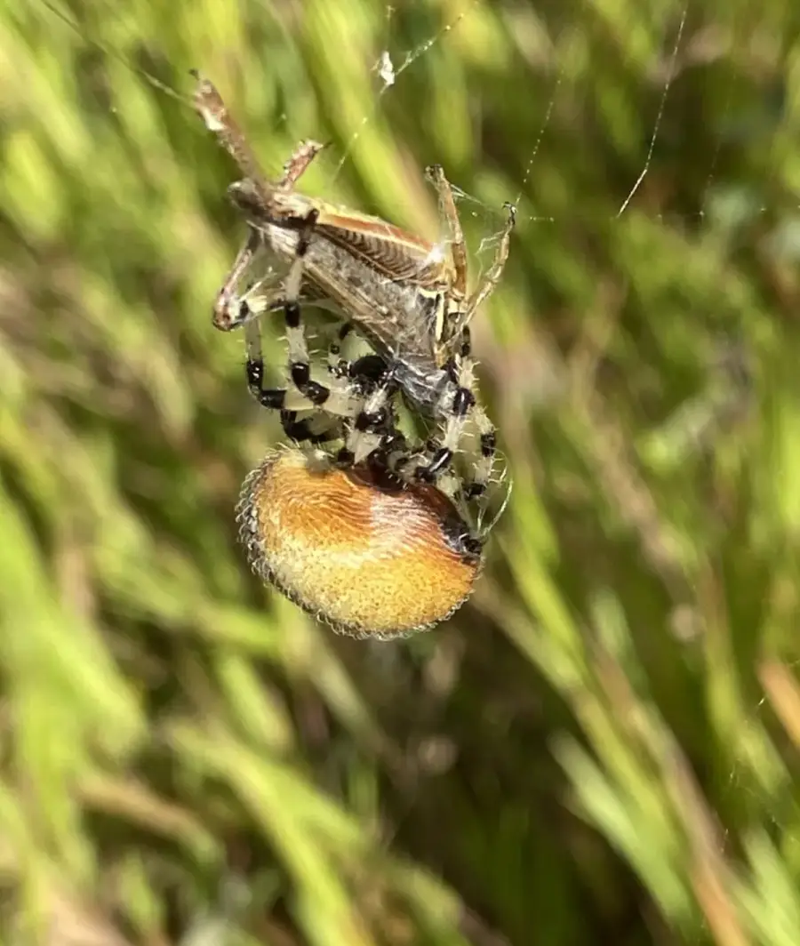 Shamrock orbweaver with an orange abdomen and black and white banded legs holding prey