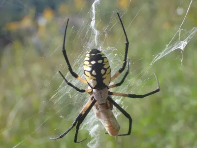 Yellow garden spider (Argiope aurantia) on web showing distinctive black and yellow pattern