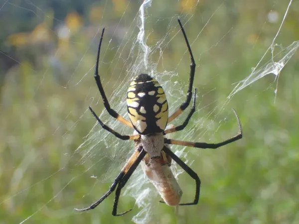 Yellow garden spider (Argiope aurantia) on web showing distinctive black and yellow pattern