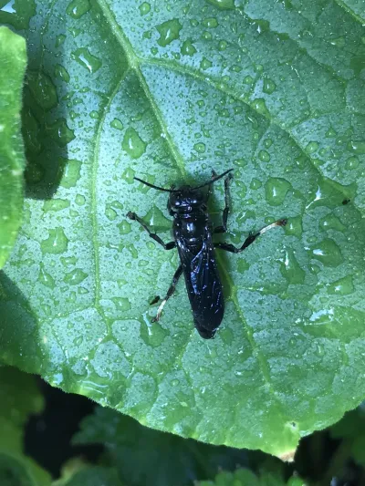 Organ pipe mud dauber wasp on a wet leaf showing its glossy black body
