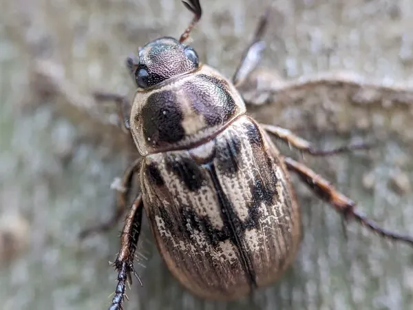 Oriental beetle viewed from above showing straw-colored wing covers with dark mottled markings