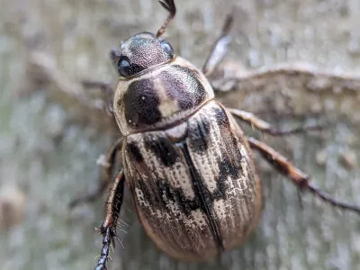 Oriental Beetles