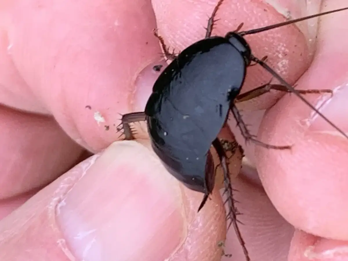 Oriental cockroach closeup showing shiny black body and characteristic shape