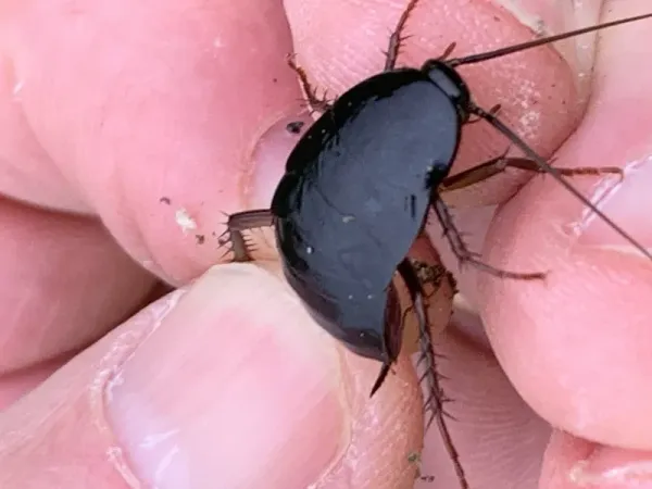 How to Get Rid of Oriental Cockroaches