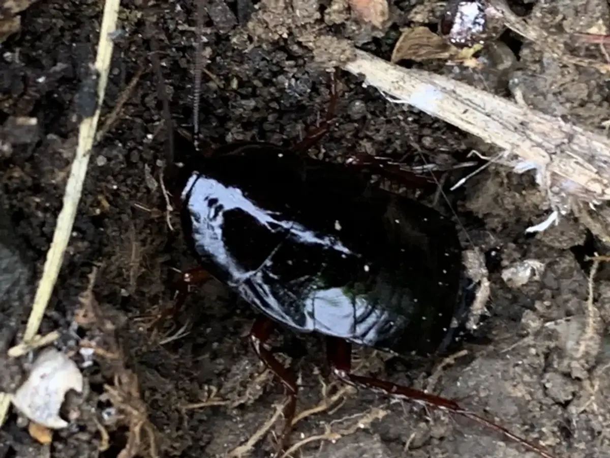 Oriental cockroach in natural damp environment showing typical habitat