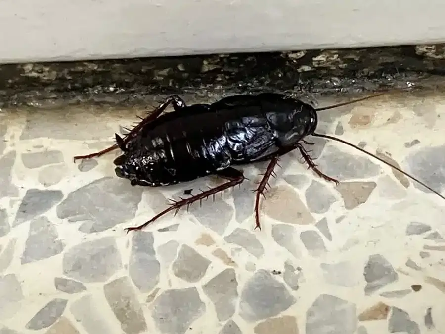 Oriental cockroach on indoor tile