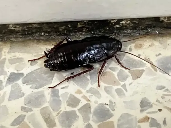 Types of Bugs in the Bathroom: Identify Silverfish, Centipedes, Roaches and More