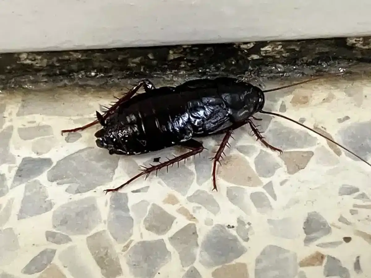 Palmetto bug found indoors on a hard floor surface showing dark coloring