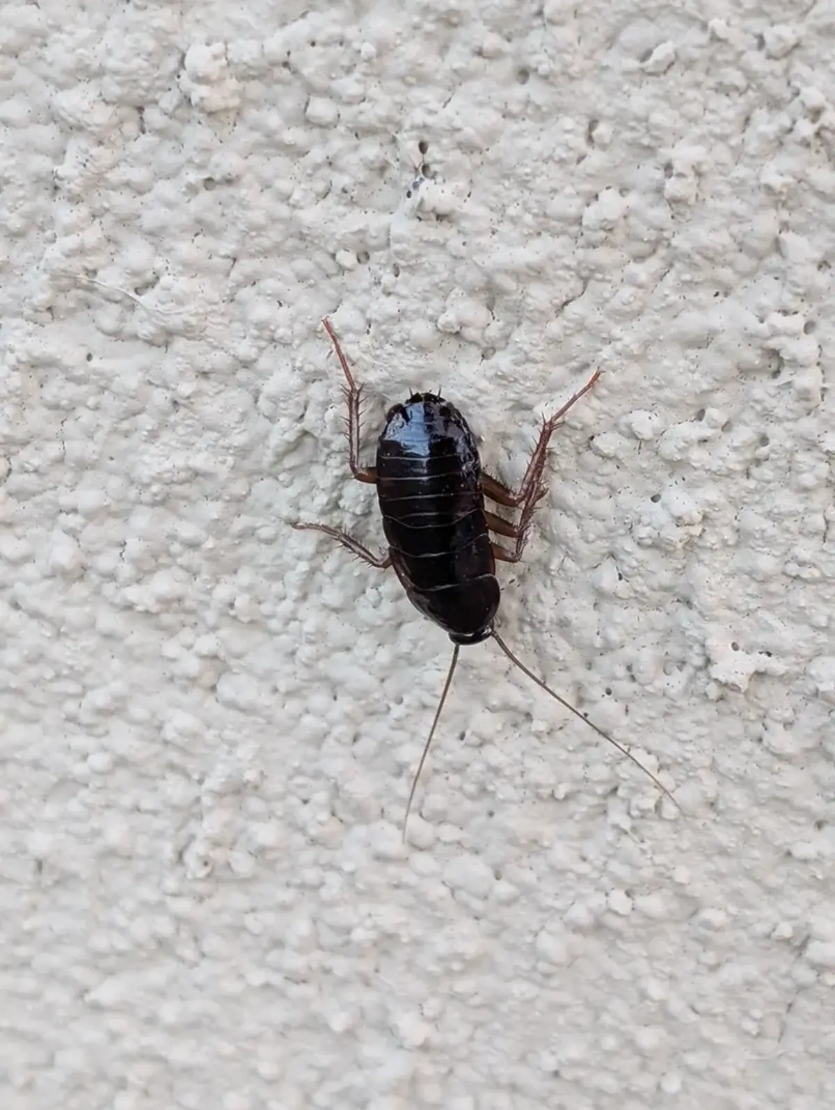Oriental cockroach on exterior wall showing typical outdoor habitat