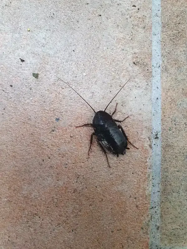 Water Bug vs Cockroach: How to Tell These Insects Apart