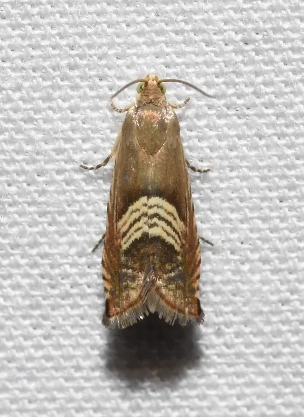 Top-down view of an Oriental fruit moth showing its gray-brown mottled wing pattern