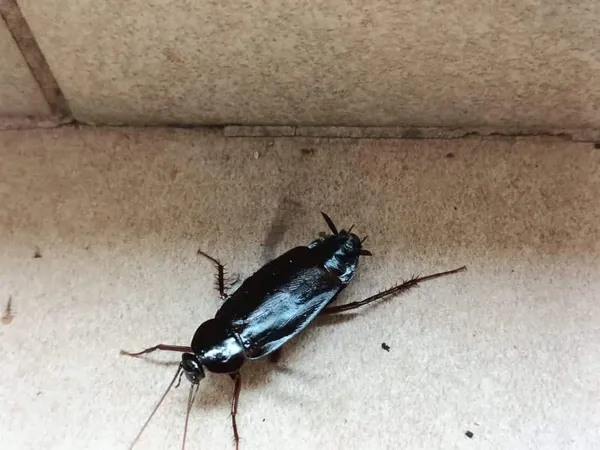 Oriental cockroach showing its dark, glossy body and characteristic water bug appearance