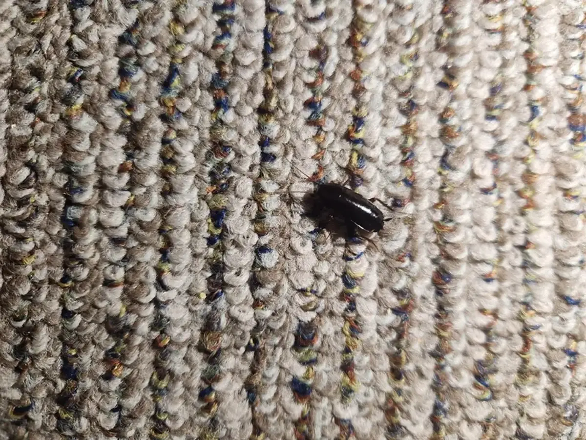 Oriental cockroach on carpet