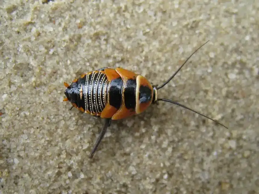 Ornate cockroach on sandy surface