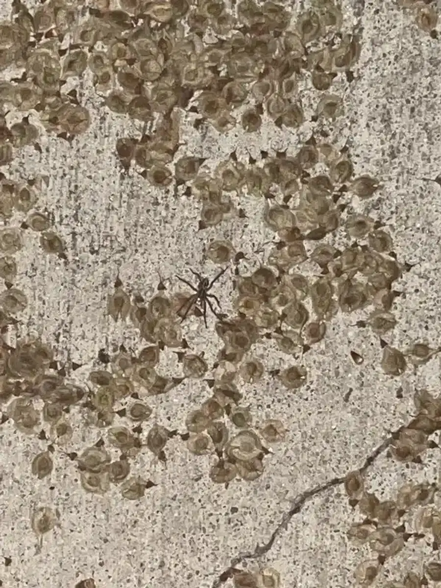 Spider in outdoor environment before entering homes