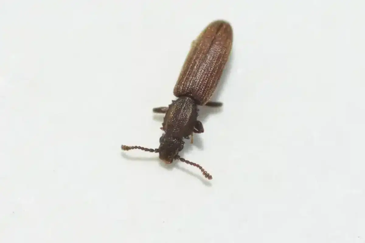 Close-up view of merchant grain beetle showing identification features