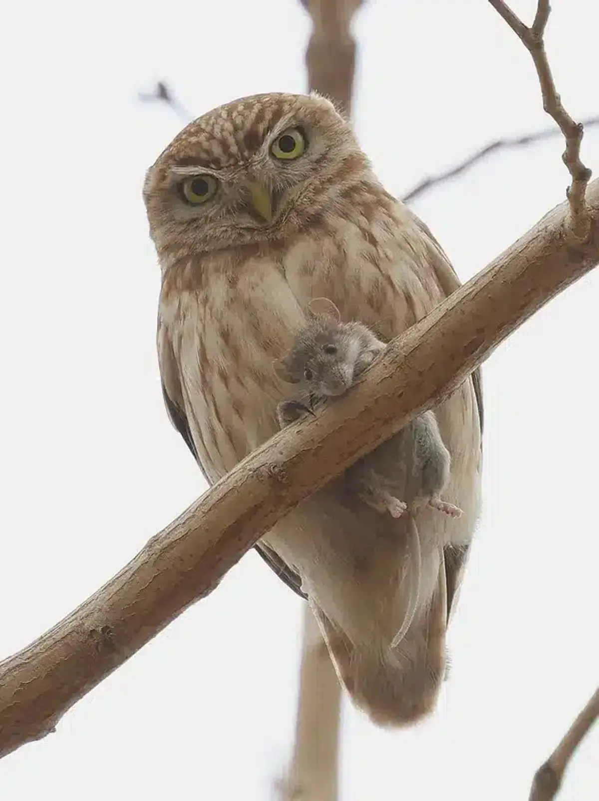 Owl holding a mouse on a branch
