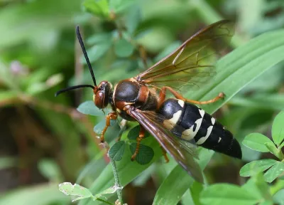 Pacific cicada killer wasp perched on green foliage showing distinctive black and yellow banded abdomen and amber wings